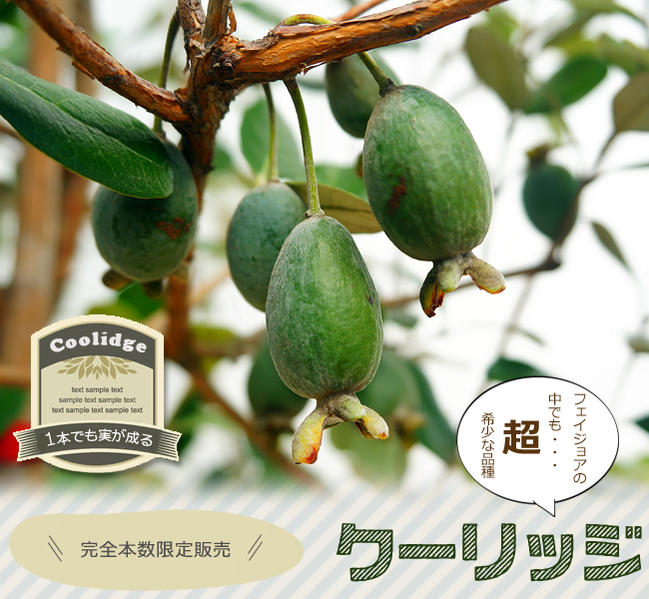 フェイジョア クーリッジ 苗 販売 苗木部 By 花ひろばオンライン