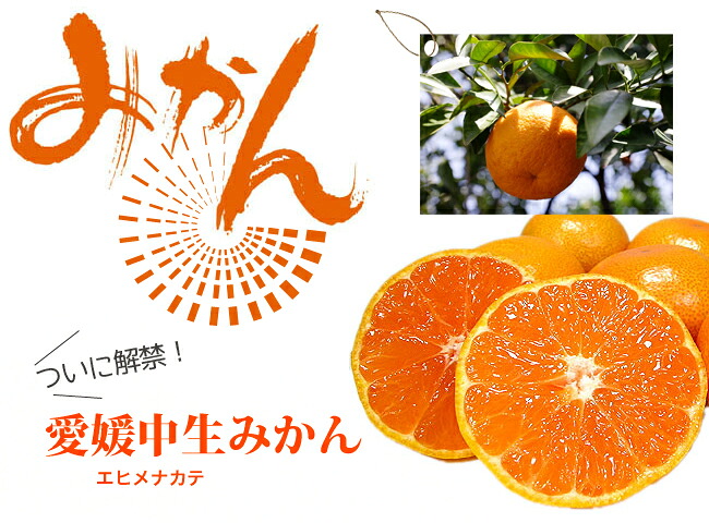 柑橘 愛媛中生 1