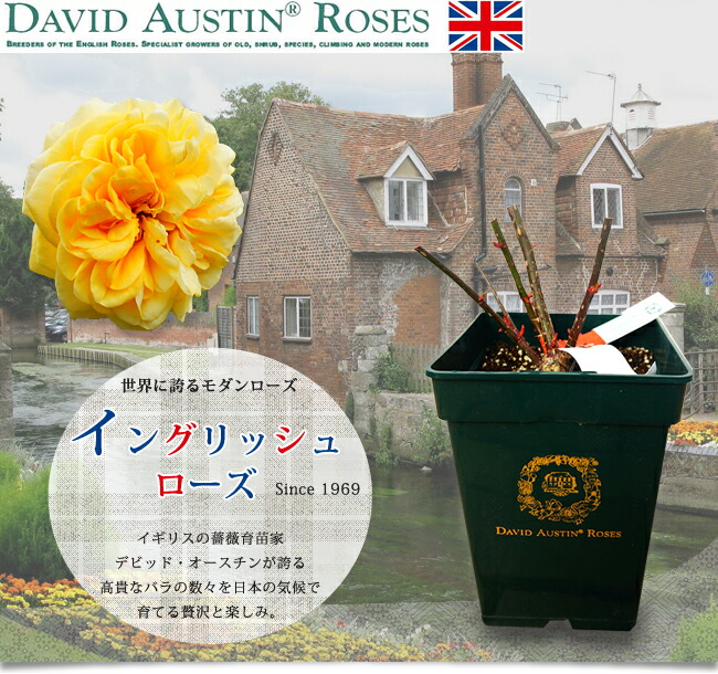 イングリッシュローズ　1