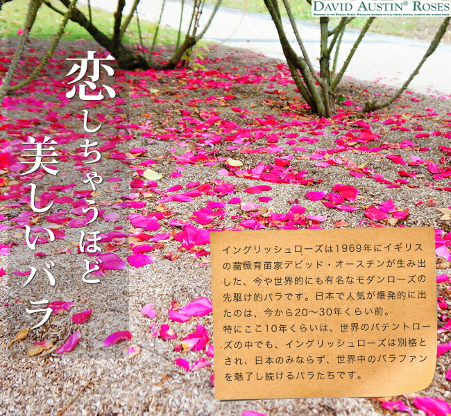 バラ LDブレスウェイト S シュラブ （半つるバラ） 苗 販売 苗木部