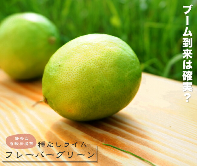 柑橘 ライム フレーバーグリーン 苗 通販 苗木部 By 花ひろばオンライン