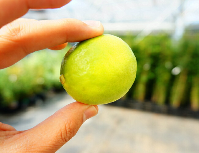 柑橘 ライム フレーバーグリーン 苗 販売 苗木部 By 花ひろばオンライン