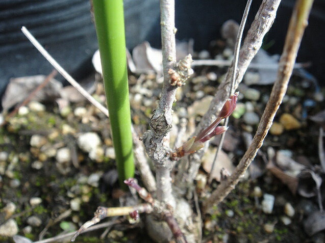 アケビ ゴヨウアケビとミツバアケビ 苗 販売 苗木部 By 花ひろばオンライン