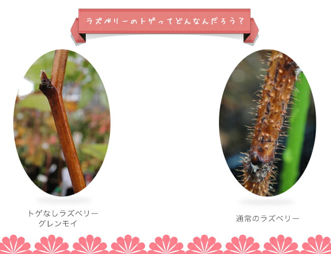 ラズベリー グレンモイ 1