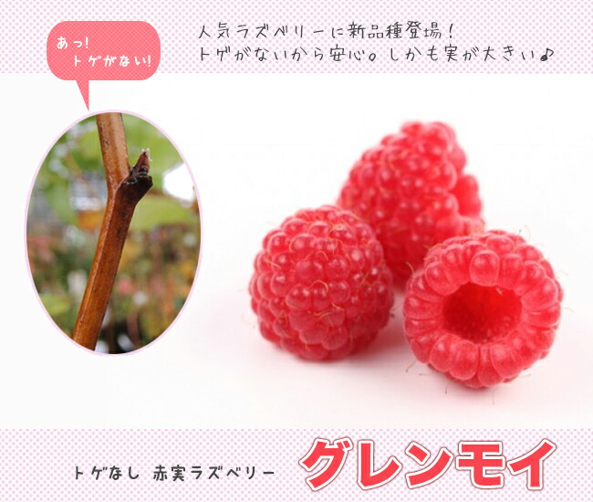 ラズベリー グレンモイ 