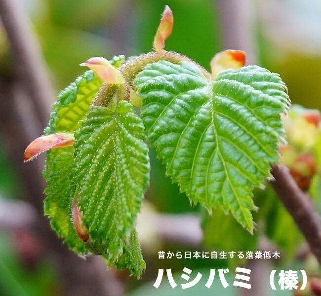 ハシバミの新芽