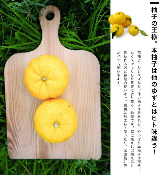 柑橘 本柚子 3