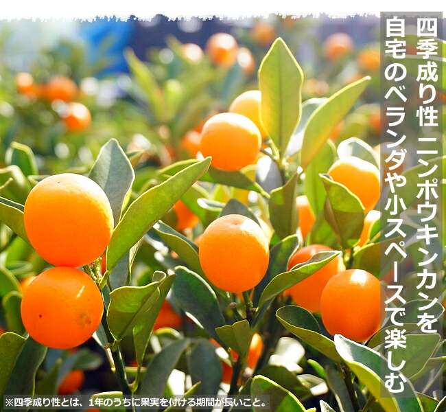 柑橘 寧波金柑 （にんぽうきんかん） 7