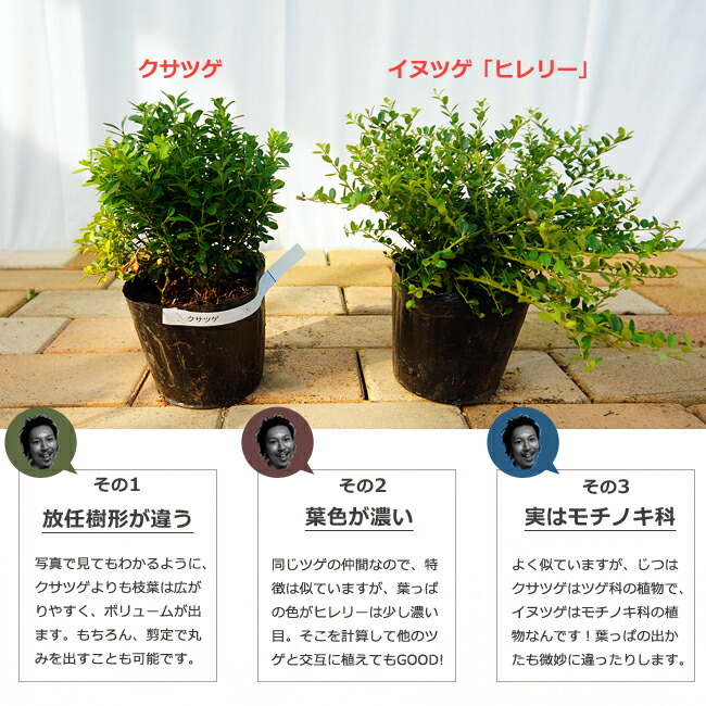 クサツゲとヒレリーの違い