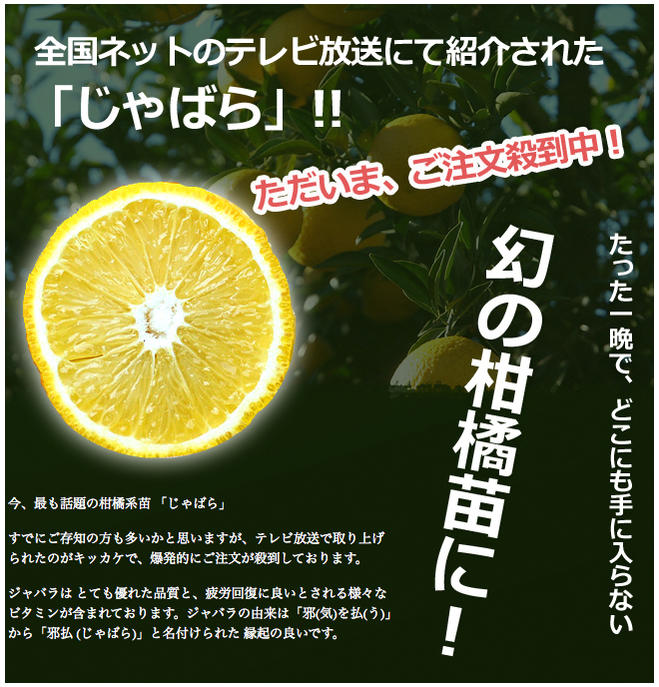 柑橘 じゃばら 4