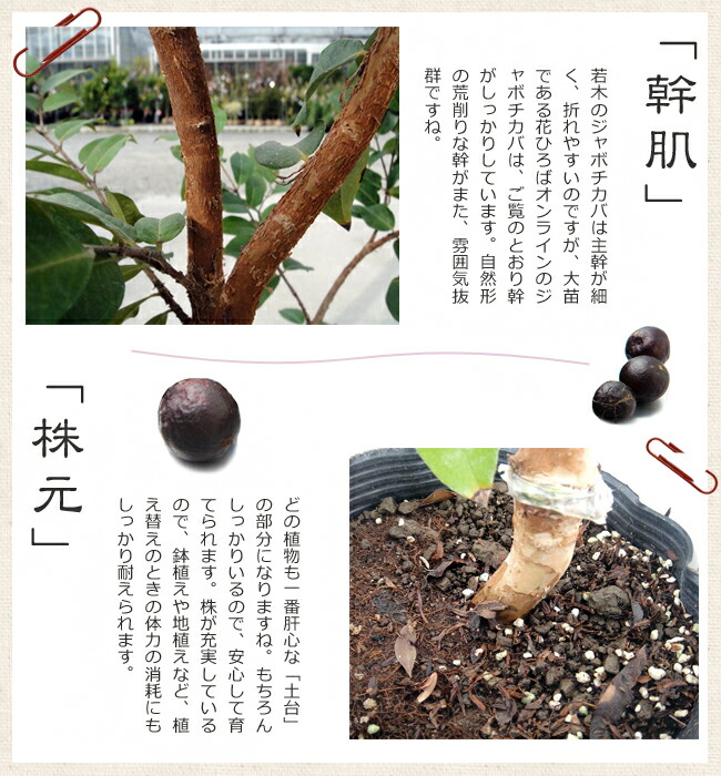 ジャボチカバ 大葉系 ジャボチカバ 苗 販売 苗木部 By 花ひろばオンライン