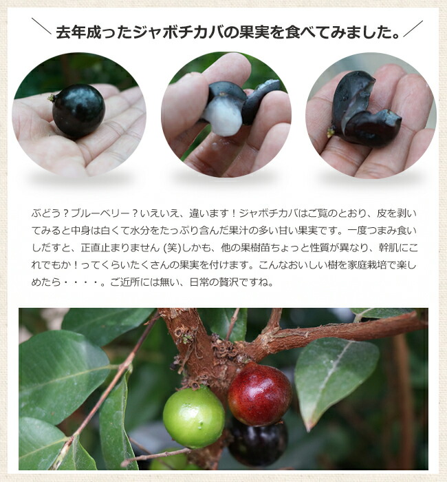 ジャボチカバ ジャボチカバ 6