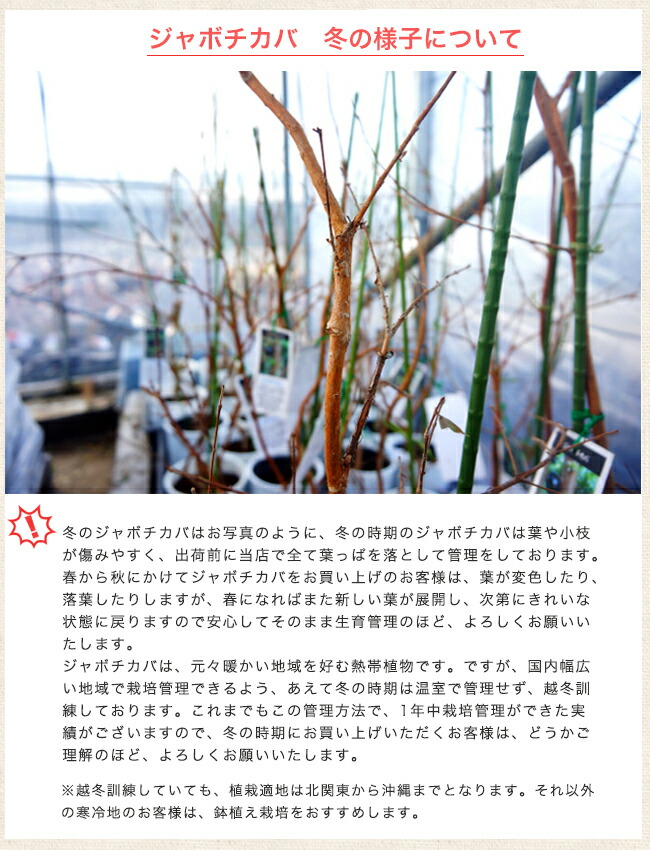 ジャボチカバ ジャボチカバ 7