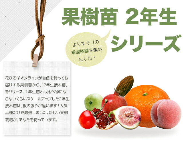 果樹苗２年生シリーズ