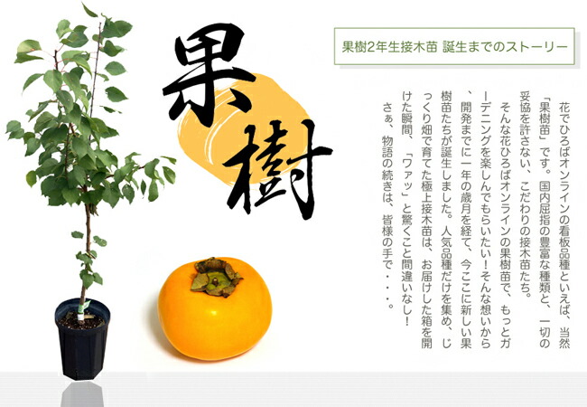 2年生果樹接木苗の説明