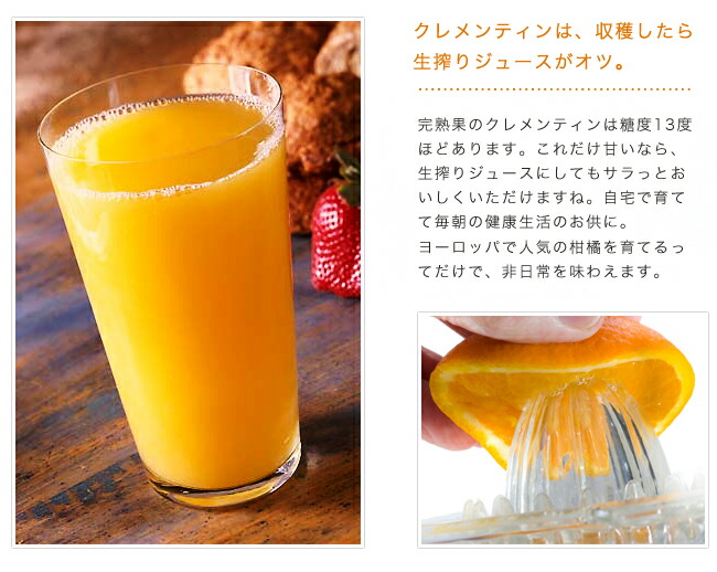 柑橘　クレメンティン3