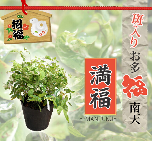 斑入りお多福南天 満福