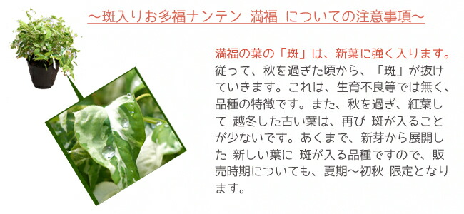 斑入り葉の注意点