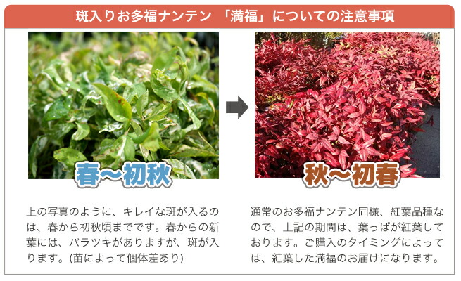 斑入りお多福南天 満福 5