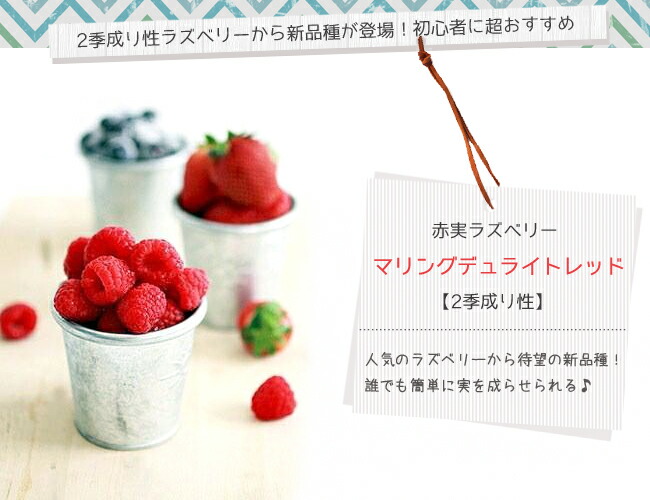 ラズベリー マリングデュライトレッド 