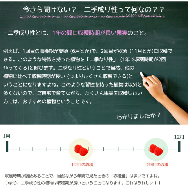 ラズベリー インディアンサマー 1