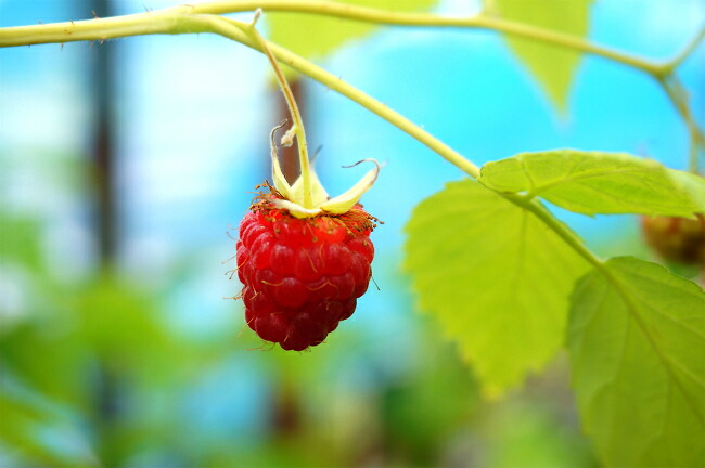 ラズベリー マリングデュライトレッド 1