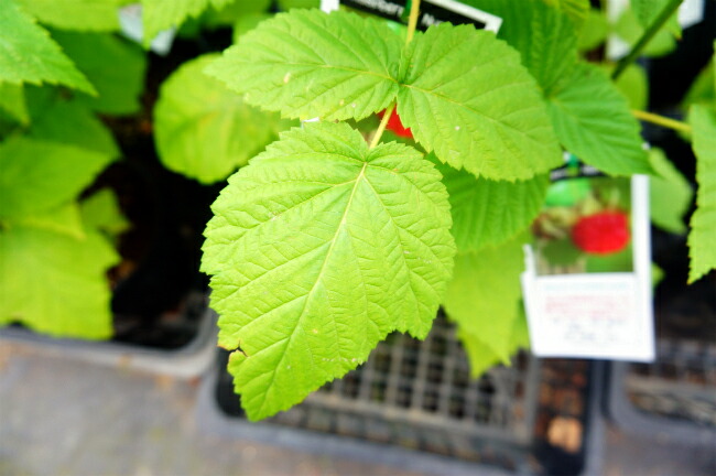 ラズベリー マリングデュライトレッド 2