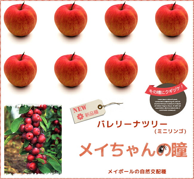 リンゴ バレリーナツリー　メイちゃんの瞳 