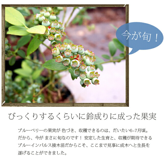 ブルーインパルス　ブルーベリー