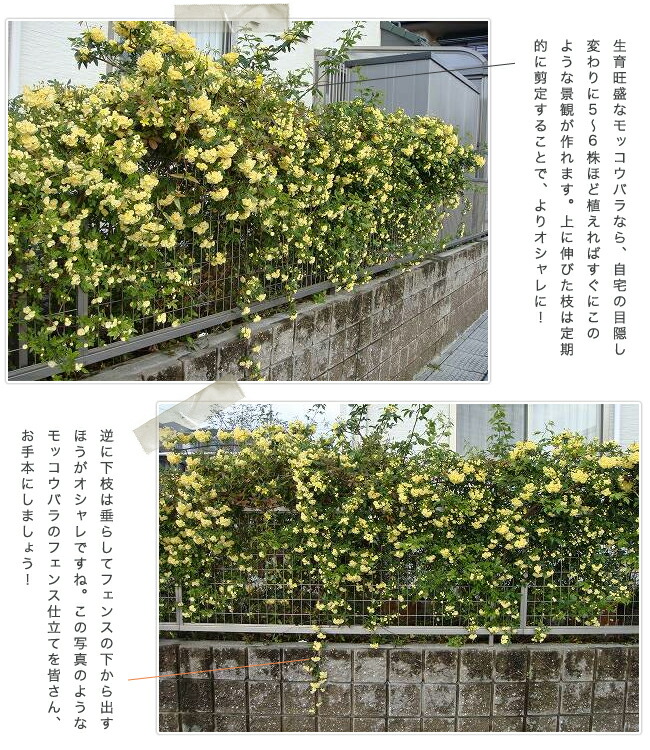 フェンス仕立ては黄八重モッコウバラ