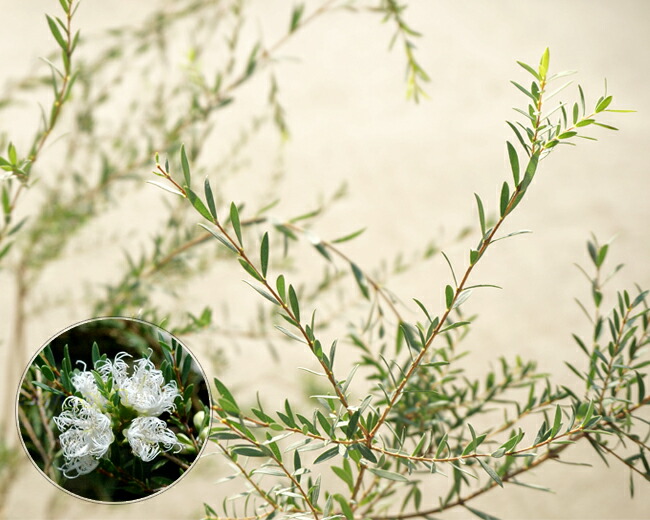 メラレウカ （ティーツリー）
タイムハニーマータル
ホワイトレース　花　白色