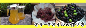 自家製オリーブオイルの作り方