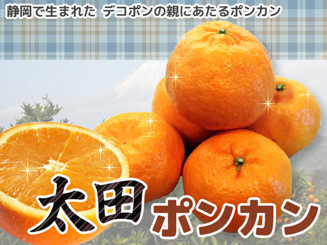 柑橘 太田ポンカン 