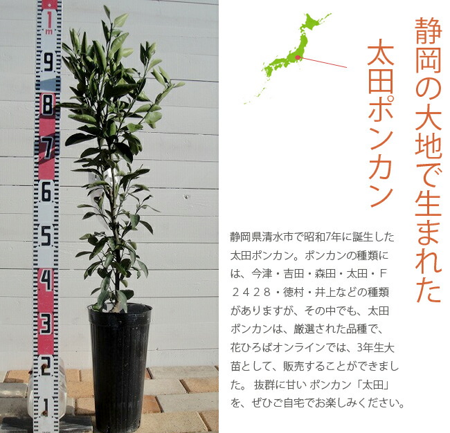 柑橘 太田ポンカン 4