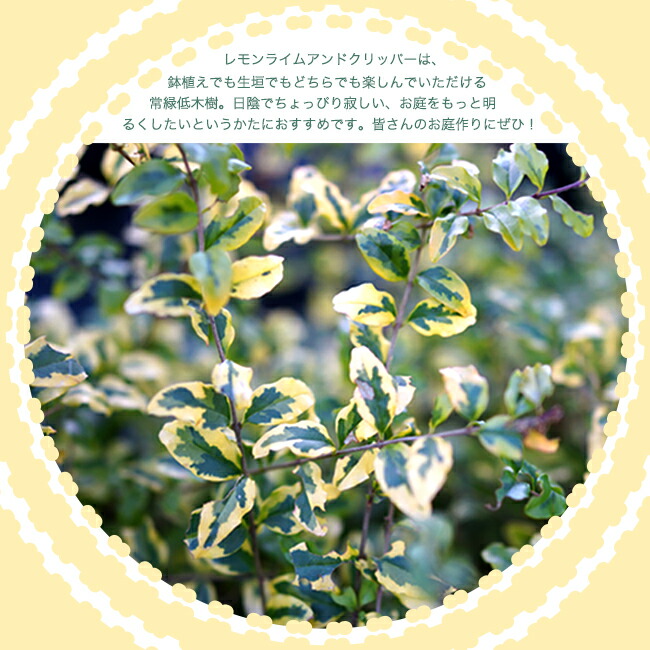 斑入りプリペット レモンライム&クリッパーズ