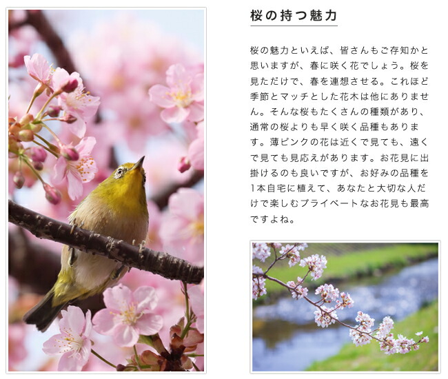 サクラの魅力  2