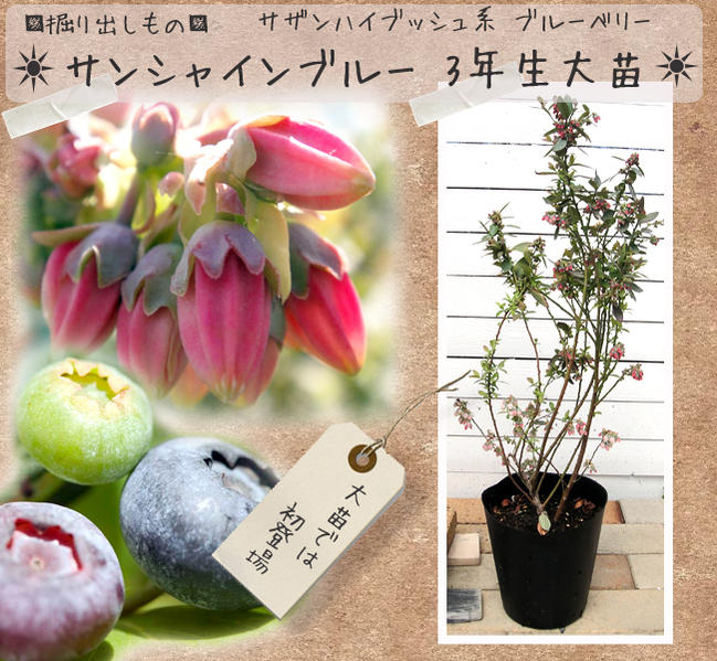 ブルーベリー サンシャインブルー 2
