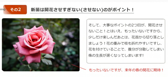 バラ ディズニーランドローズ 2