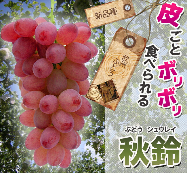 ブドウ 秋鈴　 