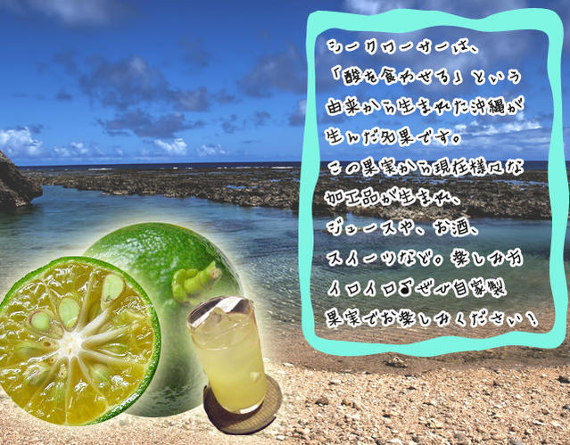 柑橘 亜熱帯性柑橘 シークワーサー 苗 通販 苗木部 By 花ひろばオンライン