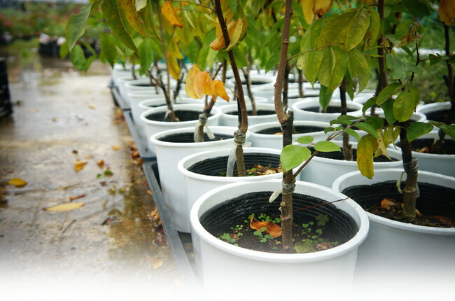 越冬中のスターフルーツ 【ハニージャンボ】 接木大苗