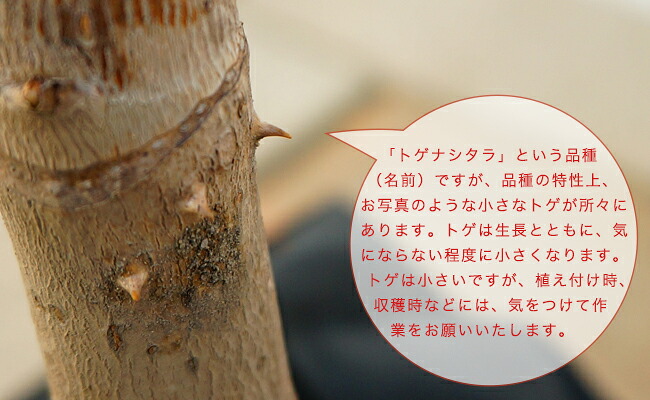 タラ トゲナシタラ 3