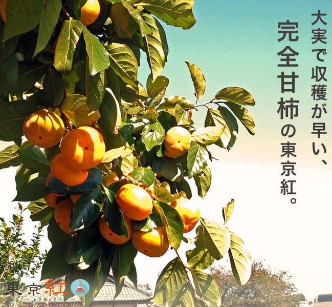 果樹　柿 東京紅 3