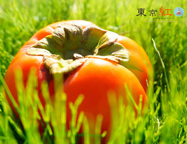 果樹　柿 東京紅  4