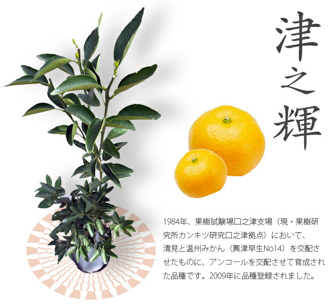 津之輝 （つのかがやき） タンゴール 苗 おすすめ 苗木部 By 花ひろば