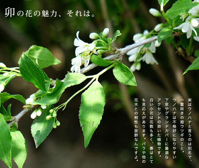 ウツギ ヒメウツギ 2