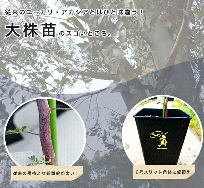 ユーカリ ポリアンセモス 2