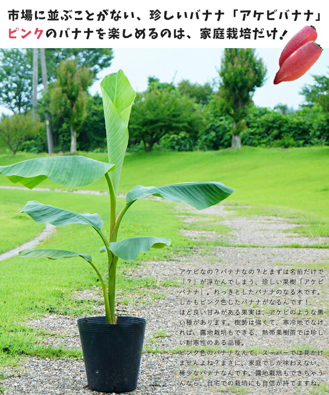 バナナ アケビバナナ 1
