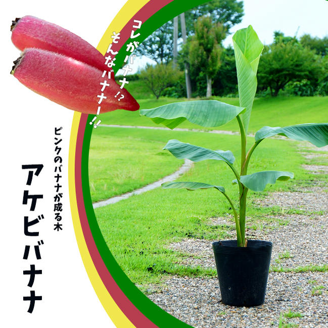バナナ アケビバナナ 