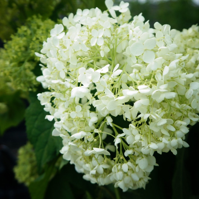 アナベル グランデ クリーム アメリカアジサイ 苗 販売 苗木部 By 花